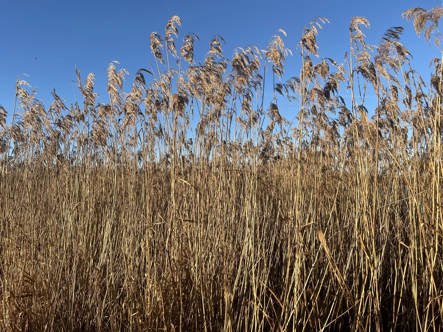 Mokurai - Akademie für Resilienz und Gewaltprävention - Aufnahme von einem Feld