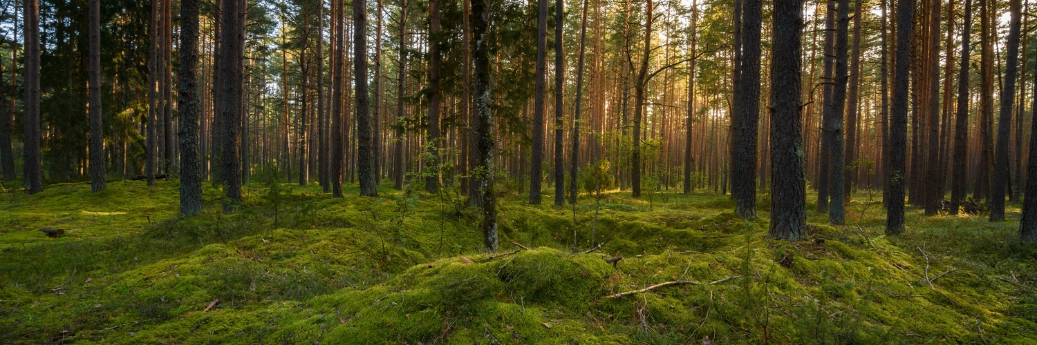 Mokurai - Akademie für Resilienz und Gewaltprävention - Aufnahme von einem Wald