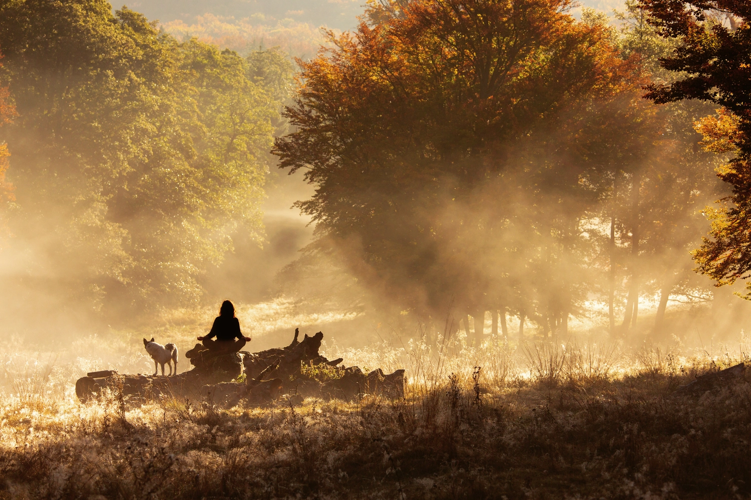 Mokurai - Akademie für Resilienz und Gewaltprävention - Aufnahme von einem Wald