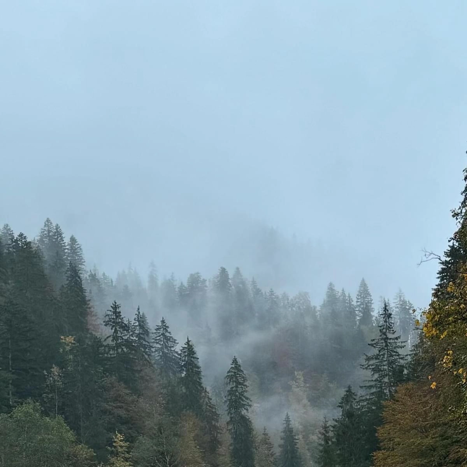 Mokurai - Akademie für Resilienz und Gewaltprävention - Aufnahme von einem Wald