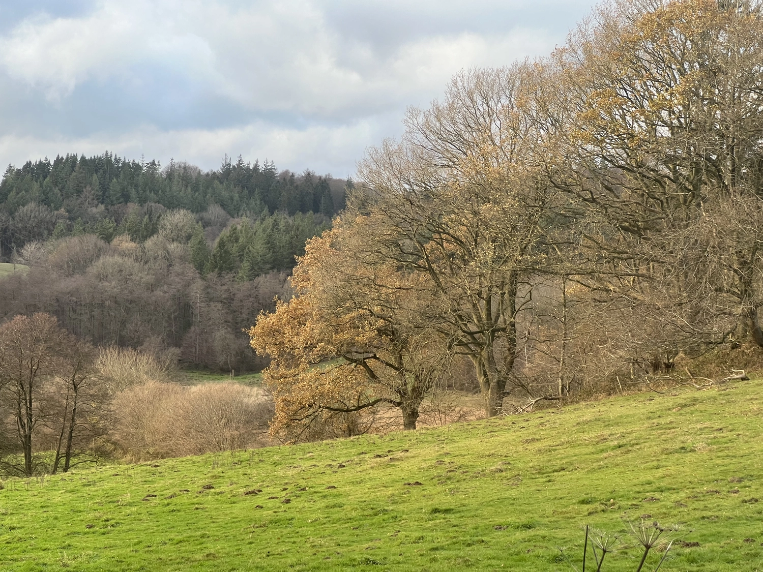 Mokurai - Akademie für Resilienz und Gewaltprävention - Aufnahme von einem Wald