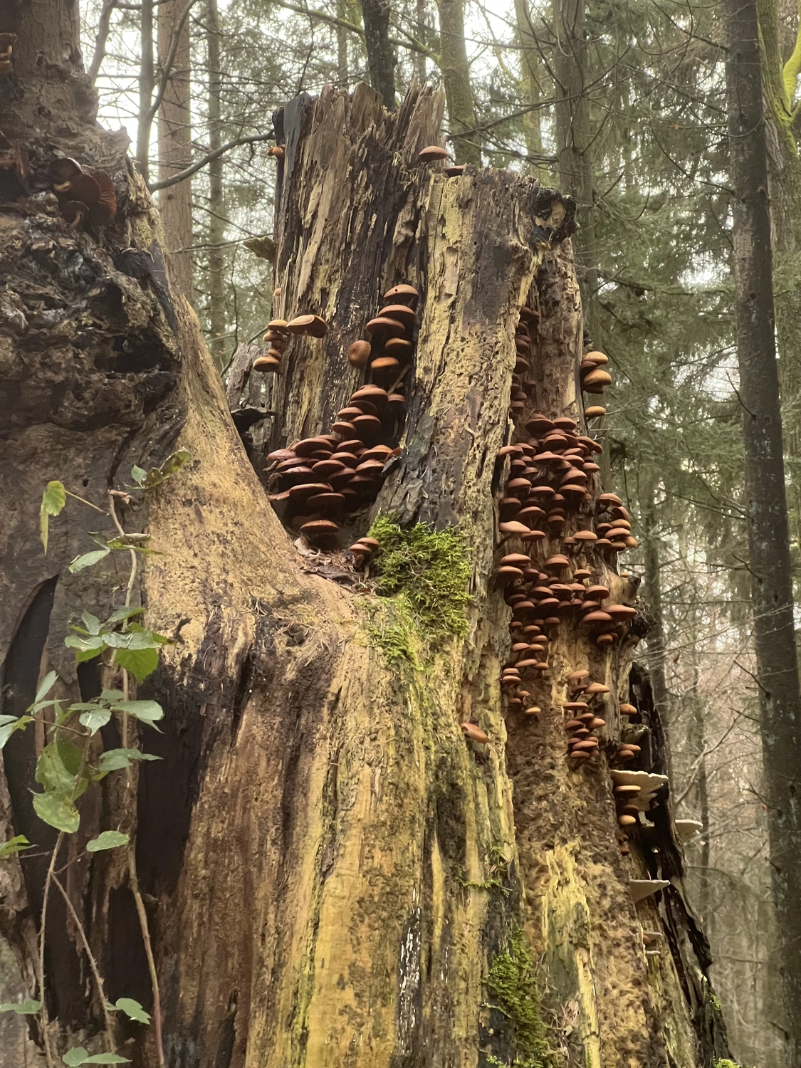 Mokurai - Akademie für Resilienz und Gewaltprävention - Aufnahme von einem Wald