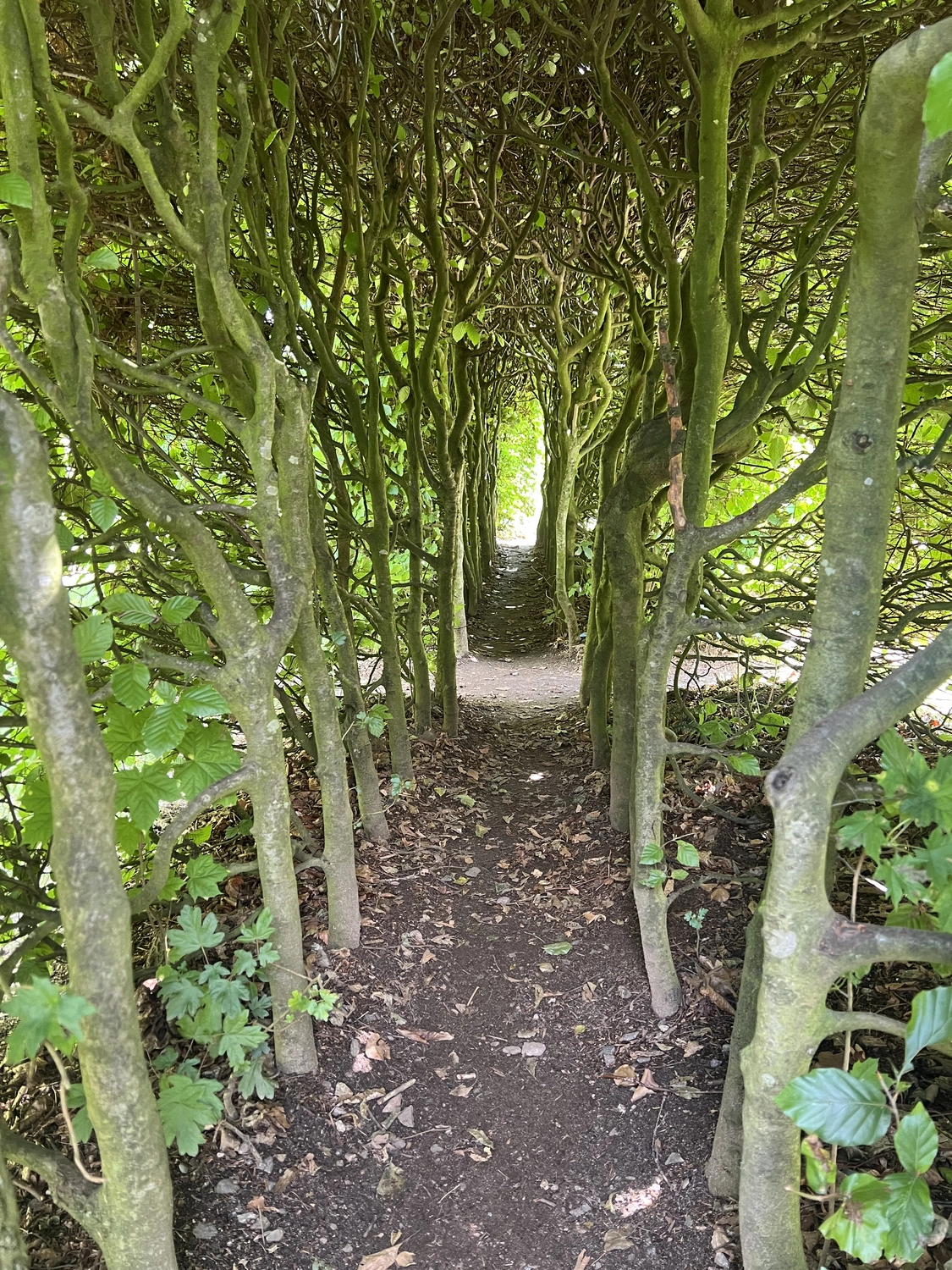 Mokurai - Akademie für Resilienz und Gewaltprävention - Aufnahme von einem Wald