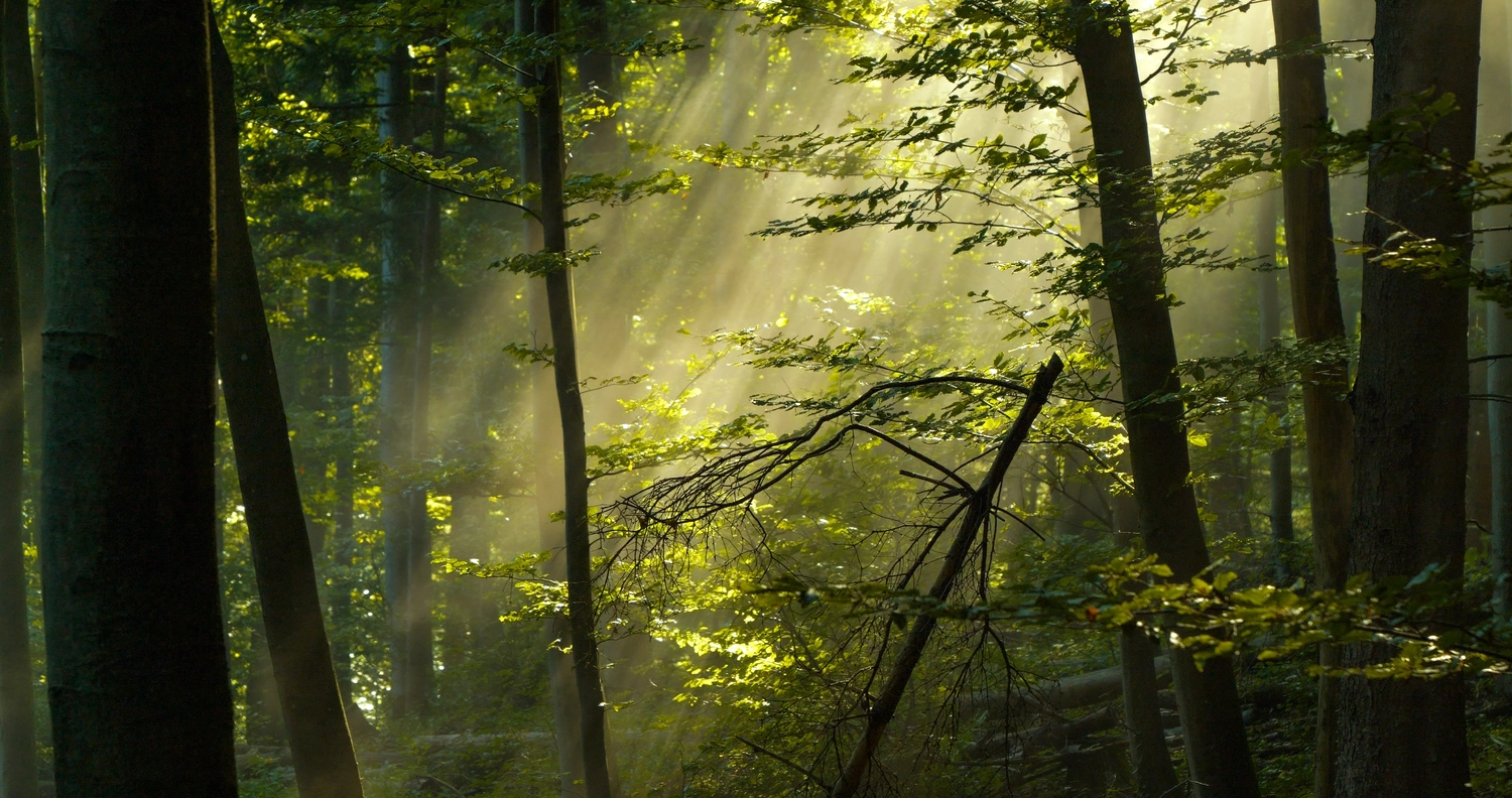 Mokurai - Akademie für Resilienz und Gewaltprävention - Aufnahme von einem Wald