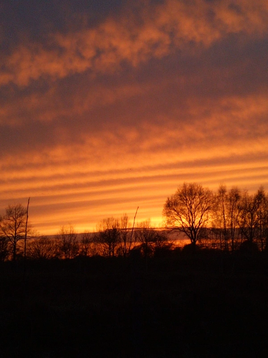 Mokurai - Akademie für Resilienz und Gewaltprävention - Aufnahme von einem Wald bei Sonnenuntergang