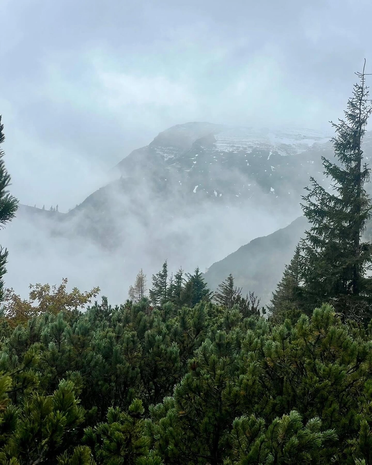 Mokurai - Akademie für Resilienz und Gewaltprävention - Aufnahme aus einem Wald mit Bergen